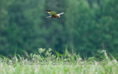 BB 10 0160 / Circus aeruginosus / Sivhauk